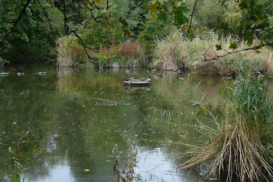 Parc Russia Dock Woodland